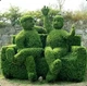 Самшит. Великі кущі buxus.(40-60см) - изображение 1