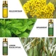 Эфирные масла набор PHATOIL натуральные премиум 9 шт для увлажнителя бани на подарок - изображение 6