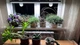 Фіто світильнік Flora Glow - 56 Вт - изображение 4