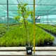 Саженцы Яскрава Гортензия Dharuma контейнер 0.5 л (38800) - изображение 4
