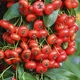 Саженцы Яскрава Пираканта Ventoux Red контейнер 0.5 л (58341) - изображение 3
