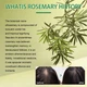 Флюїд для росту волосся Eelhoe Rosemary Mint Scalp & Hair Strengthening Oil, 60 мл - изображение 6