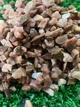 Грунт для аквариума малиновий 5-10 2 кг - изображение 2