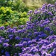 Астра кустарниковая 'Lady in Blue'. Контейнер 1,5л - изображение 5