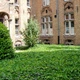 Плющ звичайний 'Hibernica'. Контейнер 0,5л - зображення 2