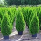 Саженцы Туи западной Смарагд (Thuja occidentalis Smaragd) Р9 - изображение 1