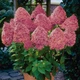 Саджанці Гортензії волотиста Мэджикал Файр (Hydrangea paniculata Magical Fire) Р9 - зображення 1