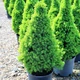 Саженцы Ели канадской Коника (Picea glauca Conica) - 3-х летняя С3 - изображение 1