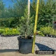 Саженцы Ели канадской Коника (Picea glauca Conica) - 3-х летняя С3 - изображение 2
