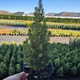 Саженцы Ели канадской Коника (Picea glauca Conica) - 3-х летняя С3 - изображение 7