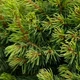 Саженцы Ели канадской Коника (Picea glauca Conica) - 3-х летняя С3 - изображение 8
