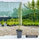Саженцы Можжевельника скального Скайрокет (Juniperus scopulorum Skyrocket) Р9 - изображение 6