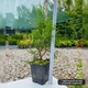 Саженцы Туи западной Глобоза&nbsp;(Thuja occidentalis Globosa) Р9 - изображение 2