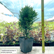 Саженцы Туи западной Глобоза&nbsp;(Thuja occidentalis Globosa) Р9 - изображение 3