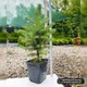 Саженцы Ели колючей голубой Маджестик Блю (Picea pungens Glauca Majestic Blue) Р9 - изображение 5