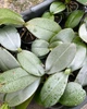 Пена инсектицид Perfect Plant от вредителей 200мл - изображение 2
