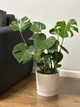 Монстера делікатна (Monstera deliciosa) h 80 см - зображення 4