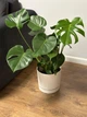 Монстера делікатна (Monstera deliciosa) h 80 см - зображення 5