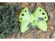 Орошувач PRESTO-PS "дождеватель" "Бабочка" (green) - зображення 2