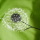Пододеяльник Moon&Star Бязь Gold Люкс Green Harmony Полуторный 143 x 210 см (MS-870000655) - изображение 5