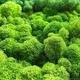 Стабилизированный мох ягель норвежский 300 грам lightgreen 303 - изображение 2