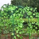 Сітка шпалерна для огірків Agreen в рулоні 1,7х500 м (A1956) - зображення 3