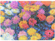 Папка для документів Paperblanks Monet’s Chrysanthemums A4 (9781439797631) - зображення 2