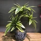 Декоративна штучна квітка - драцена Dracaena тропічна пальма - рослина для декору будинку / саду / офісу, 3 гілки, 36 см, зелена (99938310) - зображення 1