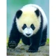 Картина за номерами 40x50 см DIY Панда (FRA 73512) - зображення 1