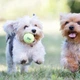Іграшка для собак дрібних порід повітряний тенісний м'яч KONG AirDog SqueakAir Ball XS 3 шт. - зображення 4
