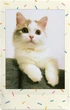 Фотопапір Fujifilm Instax Mini Sprinkles 10 аркушів (54 x 86мм 1 картридж з 10 знімками/кадрами) для камери Instax Mini 12, 11, Evo, 40, 90, 99, 9, LiPlay та принтерів SP-1, SP-2, Mini Link, Link2, Link3 - зображення 5