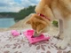 Складная миска WAUDOG Silicone, розовая, 385х230х50 мм (50807) - изображение 7