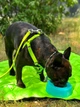 Миска-непроливайка WAUDOG Silicone, голубая, 1000 мл (50792) - изображение 7