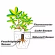 Смарт-датчик для рослин BauTech Smart Flower and Plant Monitor Білий (1015-263-00) - зображення 6