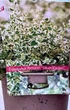 Бересклет Форчуна Euonymus Fortunei Silver Carpet, горшик ⌀ 13 - изображение 2