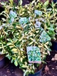 Бересклет Форчуна Euonymus Japonicus Gold Queen, горшик ⌀ 17 - изображение 2