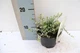 Бересклет Форчуна Euonymus Fortunei Silver Carpet, горшик ⌀ 13 - изображение 3