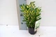 Бересклет Форчуна Euonymus Japonicus Gold Queen, горшик ⌀ 17 - изображение 4