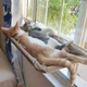Гамак лежанка на окно для кота 35 х 55 см на присосках Hammock Сat бежевый (GS-176909) - изображение 12