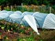 Мини парник MaksiAgro 8 м, плотность 50 г/м², 80×120 см — компактная теплица из агроволокна для защиты и быстрого роста растений - изображение 6