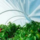 Мини парник MaksiAgro 8 м, плотность 50 г/м², 80×120 см — компактная теплица из агроволокна для защиты и быстрого роста растений - изображение 9