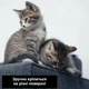 Защитная дряпка для кота Miao самоклеящийся разрезной коврик - когтеточка на диван / ножку стола / пол, 40х100 см, серый (101344706) - изображение 6