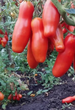 Насіння Томат Забава, 0,1 г (GL Seeds) - зображення 4
