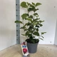 Магнолия (Magnolia soulangeana) Genie, 80-100см, горшик 23" - изображение 4