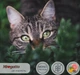 Упаковка монопротеїнового беззернового вологого корму для котів Morando MioGatto Sensitive Monoprotein індичка 85 г х 6 шт (00834261) - зображення 3