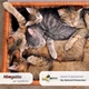 Сухой корм для стерилизованных кошек Morando Miogatto Sterilised со свежей курицей 10 кг (8007520086127) - изображение 5