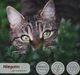 Монопротеїновий сухий корм для кішок Morando MioGatto Sensitive Monoprotein лосось 400 г (8007520086394) - зображення 2