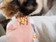 Вітамінізовані таблетки для котів GimCat Kase Rollis сирні кульки, пауч, 425 г, арт. G-419510 - зображення 4