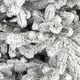 Ялинка Віденська засніжена 250 см - зображення 2