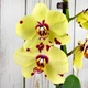 Орхідея (підліток зараз без квітів) TopDreams фаленопсис Phal. Romme (Yellow Polkadots) стандарт, квіти 9 см 1.7 (торфстакан) - зображення 1